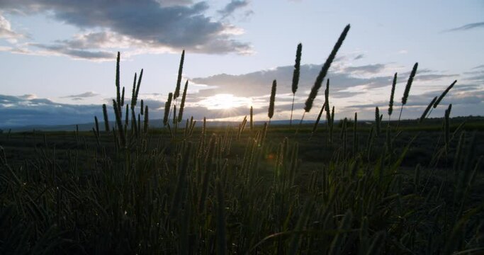 Timothy Agricultural Crop Blowing in the Wind During Sunset in Lethbridge Alberta Canada