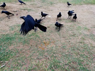 flock of birds