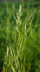 Fototapeta na wymiar a spikelet of grass on a blurred green background