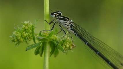 dragonfly on a plant on a green background