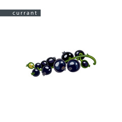 sketch_currant_black_lying_branch