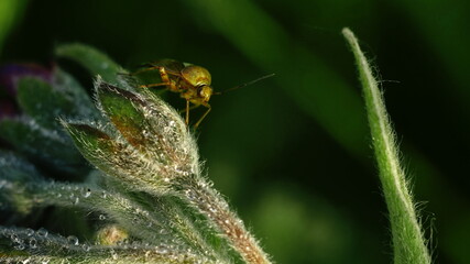 bug on a plant on a blurry background