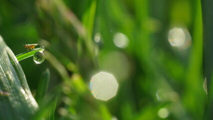 blurred grass with bokeh, a blade of grass with a dewdrop as a background