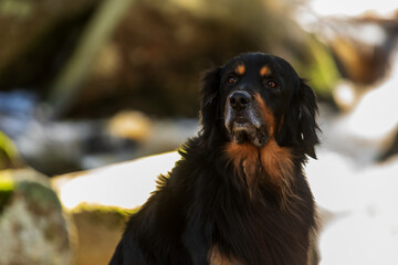 black and gold Hovie, dog hovawart portrait in the forest