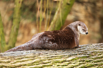Eurasian otter (Lutra lutra) resting on a fallen tree