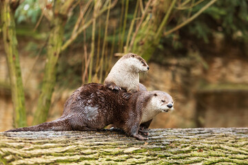 Eurasian otter (Lutra lutra) couple playing on a fallen tree