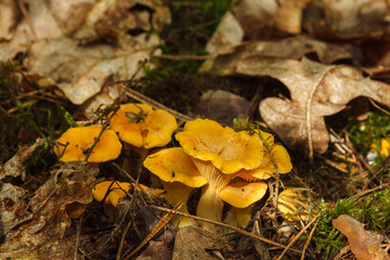 Beautiful chanterelle mushrooms in the forest. Shallow depth of field (DOF)