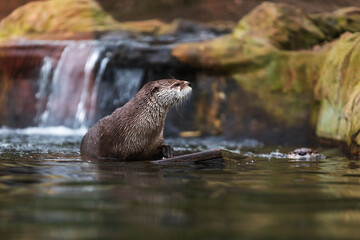 Eurasian otter (Lutra lutra) emerged from the water by a small waterfall