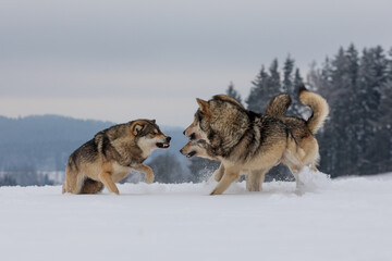 gray wolf (Canis lupus) the pack is fighting among themselves for food