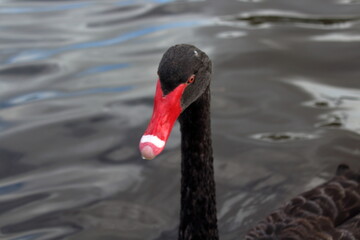 Fototapeta premium black swan on the water