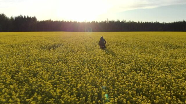 Aerial: side view of a motorcycle traveller on Enduro, moving rapidly through a field of rapeseed flowers in a rural wooded area at sunset. The concept of freedom and recklessness