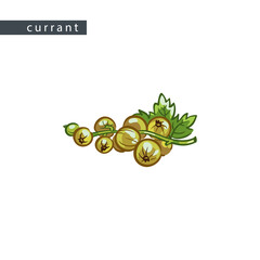 sketch_currant_white_lying_branch