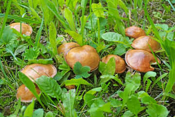 Beautiful closeup of a group of mushrooms