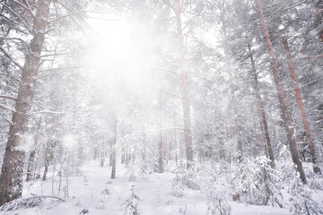 Fototapeta premium abstract snowfall forest background, white snowflakes fall in the forest landscape, christmas background