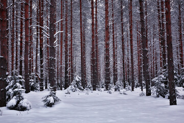 Fototapeta premium winter in a pine forest landscape, trees covered with snow, January in a dense forest seasonal view