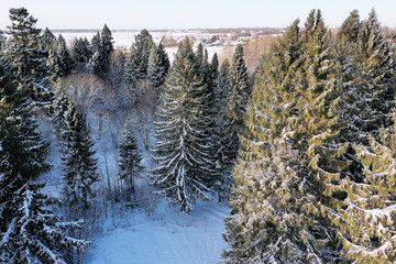 winter in a pine forest landscape, trees covered with snow, January in a dense forest seasonal view