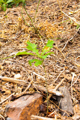 green grass in the forest