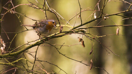 Rudzik (Erithacus rubecula)