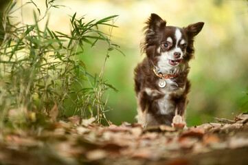 自然の中でおすましするチワワ