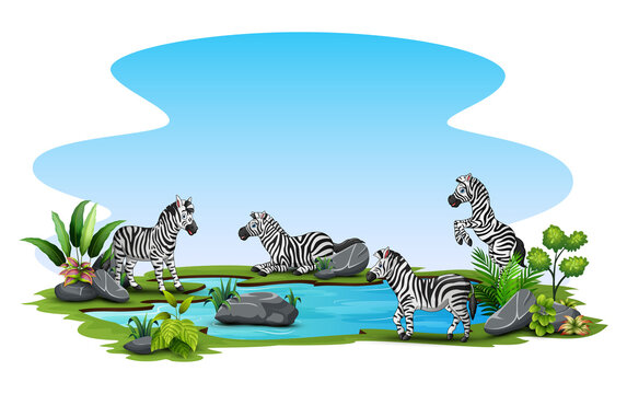 Group of zebra playing in the small pond