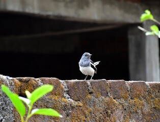 Oriental Magpie Robin