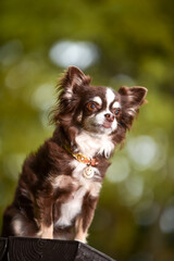 自然の中でおすましするチワワ