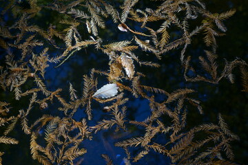 秋の水面に浮かぶラクウショウの落ち葉
