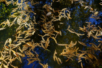 Fototapeta na wymiar 秋の水面に浮かぶラクウショウの落ち葉 