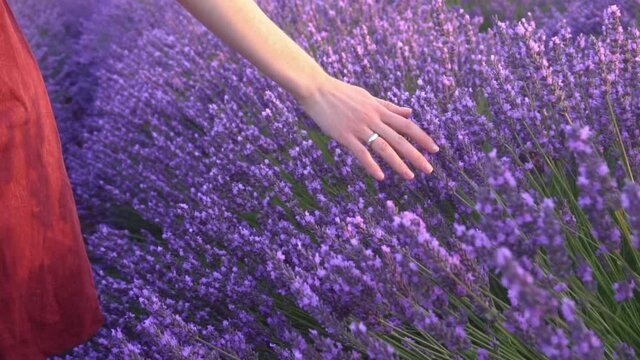 Female hand softly touching a bunch of lavender flowers - Close-up slow motion movie of the hand of a woman touching lavender