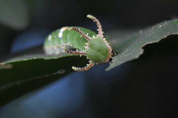 Caterpillars of Butterfly in Thailand and Southeast Asia.