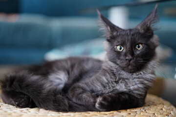 Chaton maine coon