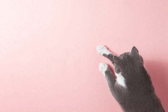 Grey cat on a pink background, looks and stretches paw. Copy space, banner, top view.