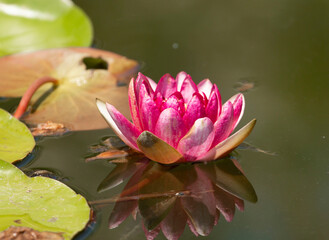 pink water lily flower in the pond