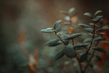 Close up of tiny green leaves from a cranberry plat located in swampy areas in Latvia
