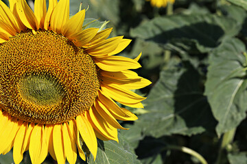 Obraz premium Yellow sunflower in a field on a green background