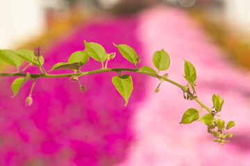 green branch with leaves on a background of pink flowers