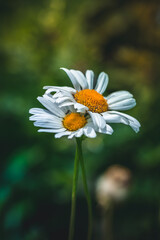 Obraz premium Macro of two daisy flowers wrapped around. Meadow in Summer. Soft focus, green background