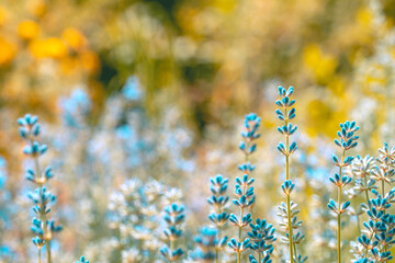Close-up of blue lavender flowers in a meadow. Soft focus, shallow depth of field and sunshine