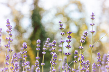 Close-up of purple lavender flowers in a meadow. Soft focus, shallow depth of field and sunshine