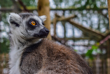 ring tailed lemur