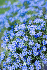 Obraz premium vertical photo of blue flax flowers close up