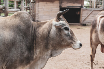 A beige horned cow stands in the zoo aviary