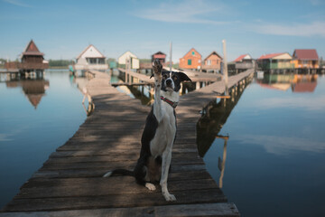 Fototapeta na wymiar black and white border collie dog sitting portrait lifting her paw up trick in front of floating houses on a lake