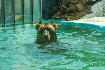 Brown bear bathes in blue water at the zoo behind glass