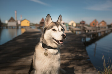 happy siberian husky dog close up head portrait in front of floating houses on a lake © Oszkár Dániel Gáti