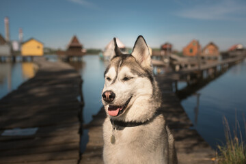 siberian husky dog close up head portrait in front of floating houses on a lake