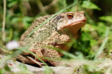 Crapaud