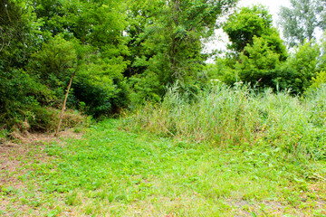 path in the forest