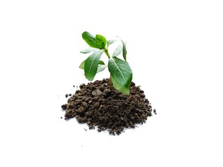 young green plant on white background