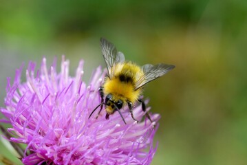 Bumblebee foraging on a flower close-up